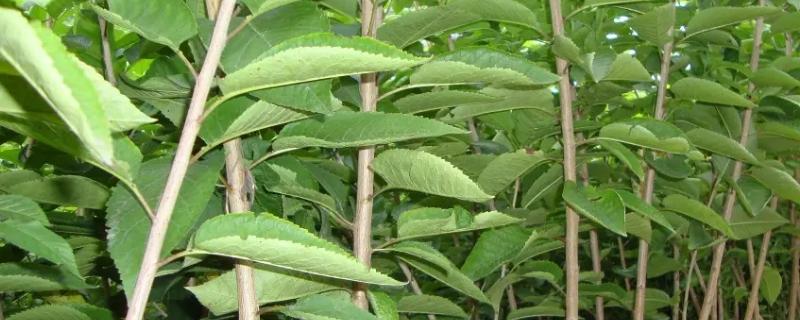 網上買的櫻桃苗能結果嗎？靠譜嗎？怎么上盆？